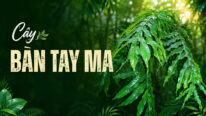 Dược liệu bàn tay ma