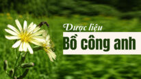 Dược liệu bồ công anh
