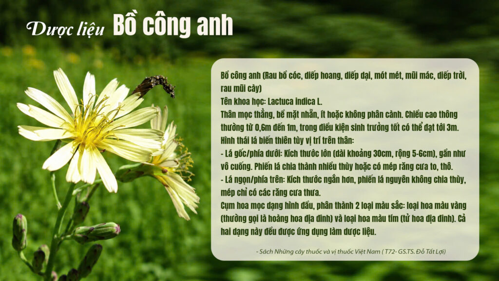 Dược liệu bồ công anh 