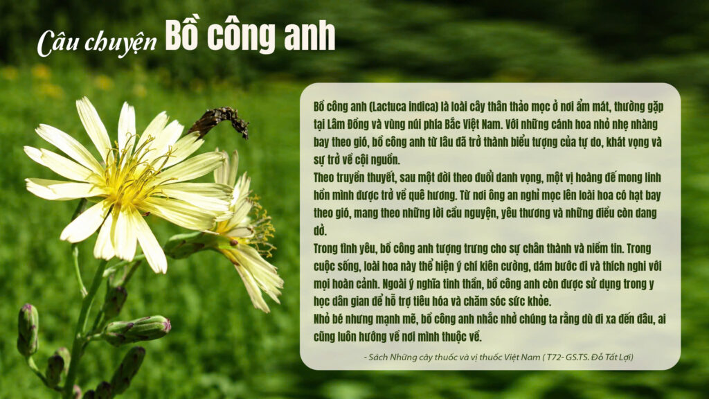 Dược liệu bồ công anh 