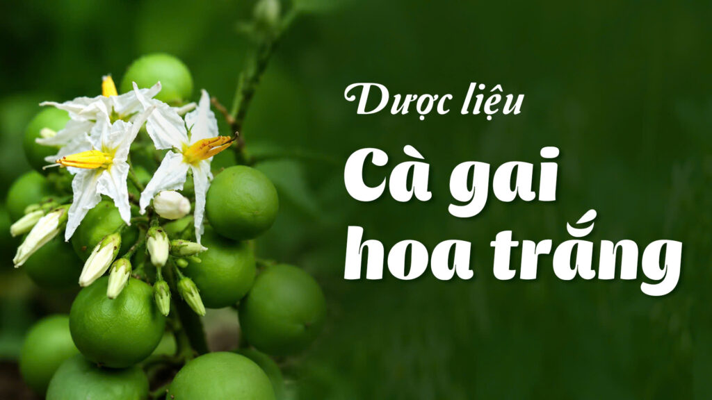 Dược phẩm PQA