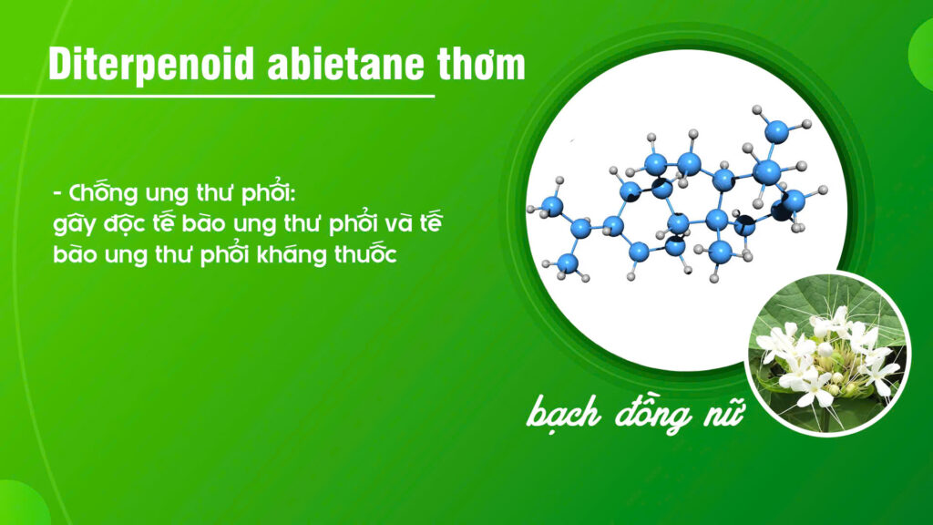 Thành phần hoá học Cây bạch đồng nữ 