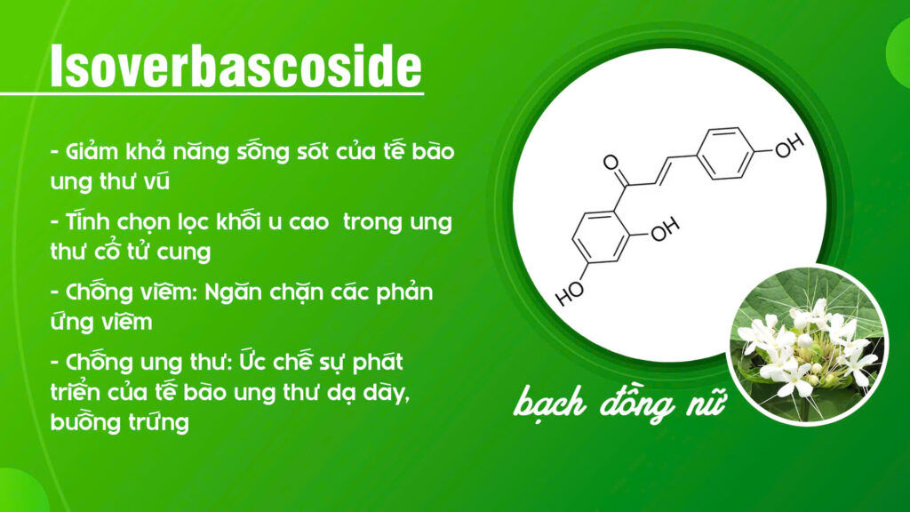Thành phần hoá học Cây bạch đồng nữ 