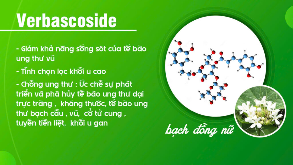 Thành phần hoá học Cây bạch đồng nữ 