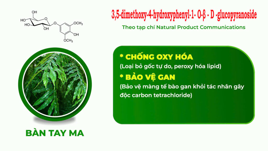 Thành phần hoá học Dược liệu bàn tay ma