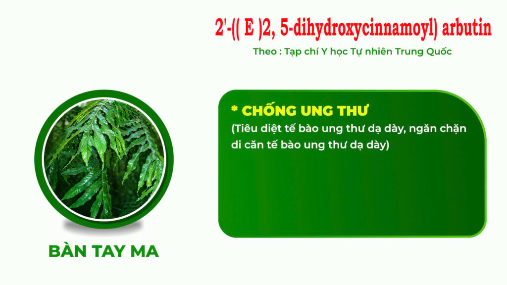 Thành phần hoá học Dược liệu bàn tay ma