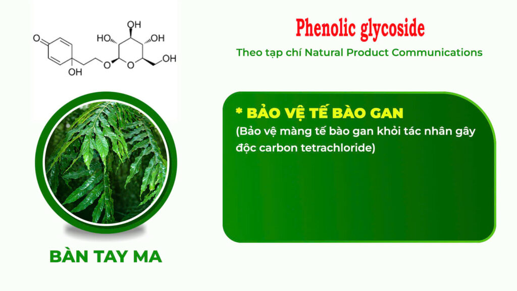 Thành phần hoá học Dược liệu bàn tay ma