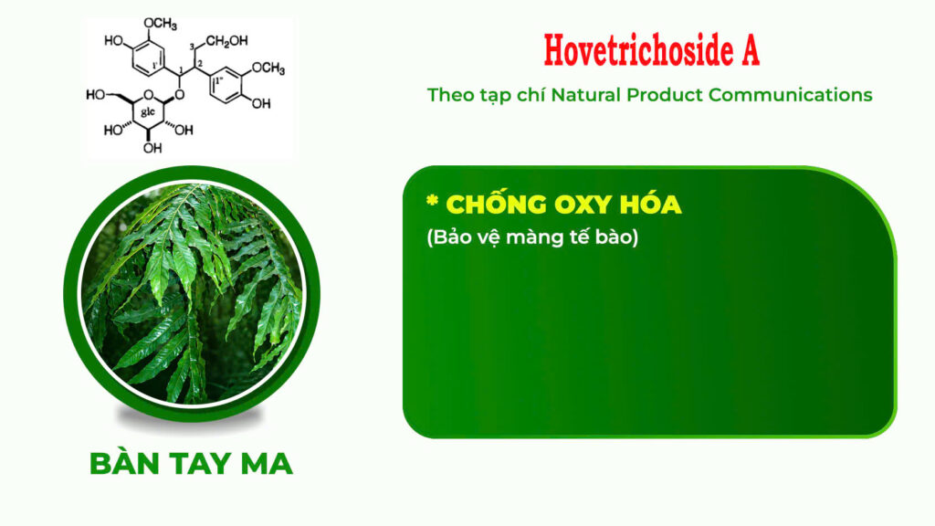 Thành phần hoá học Dược liệu bàn tay ma