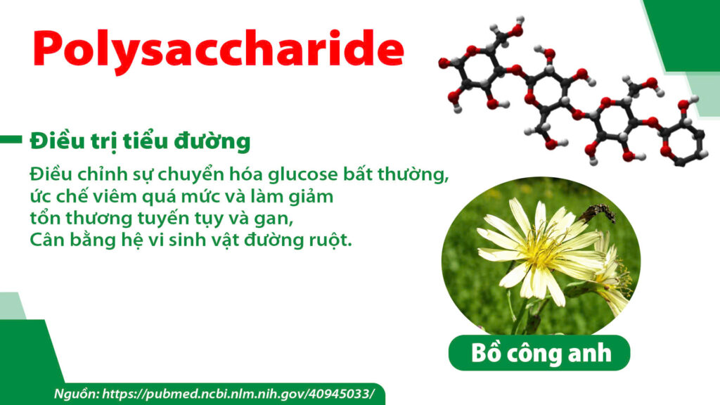 Thành phần hoá học dược liệu Bồ công anh 