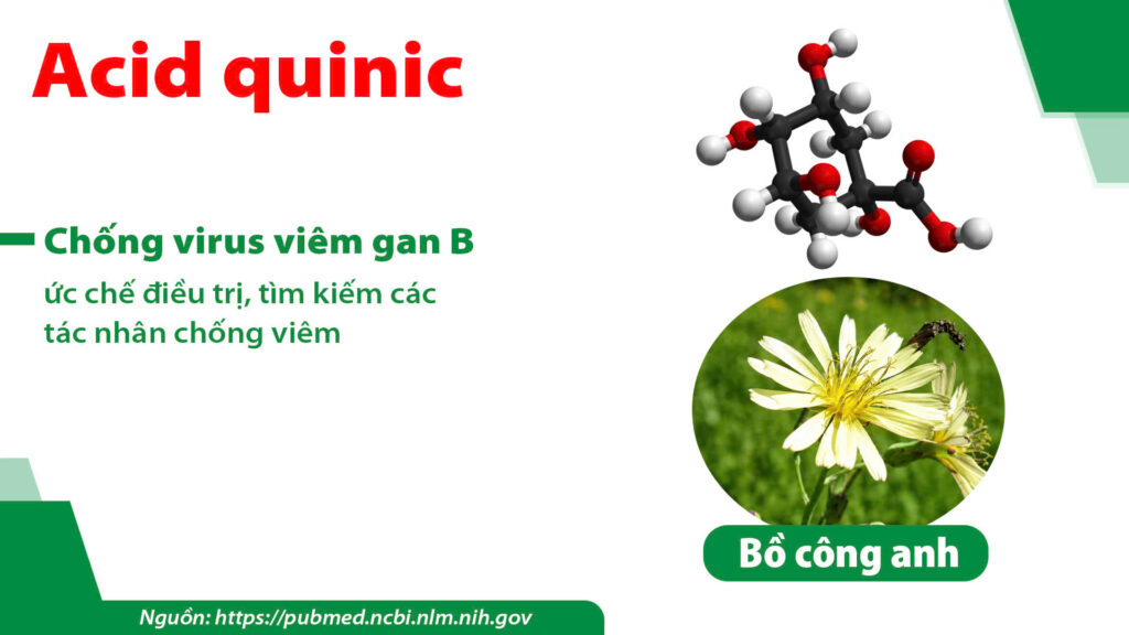 Thành phần hoá học dược liệu Bồ công anh 