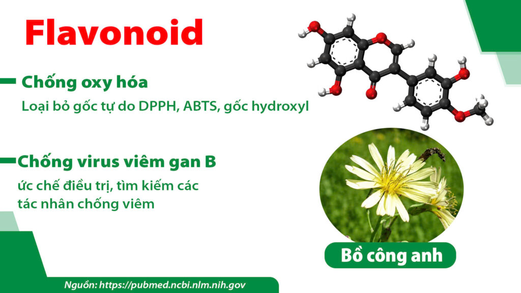 Thành phần hoá học dược liệu Bồ công anh 