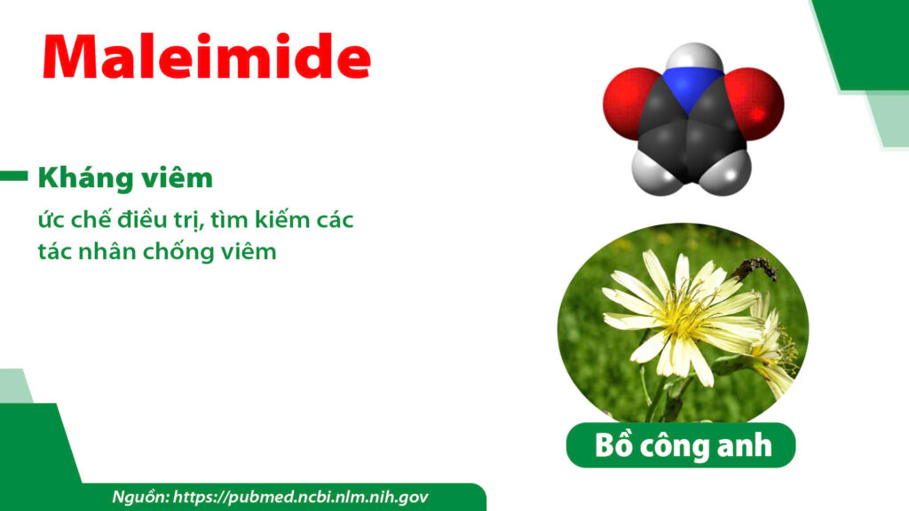 Thành phần hoá học dược liệu Bồ công anh 
