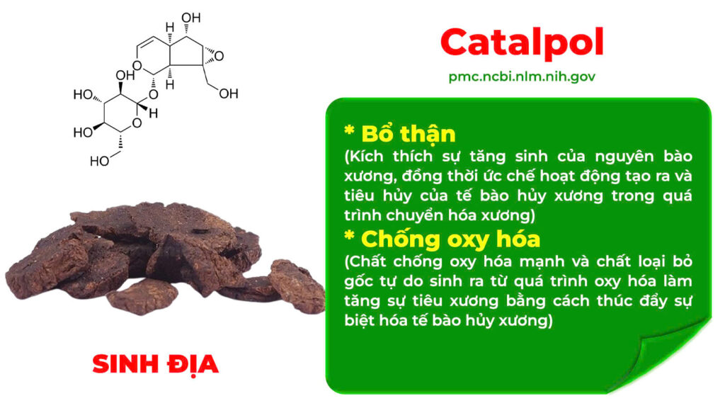 Thành phần hoá học dưỡng cốt ống 