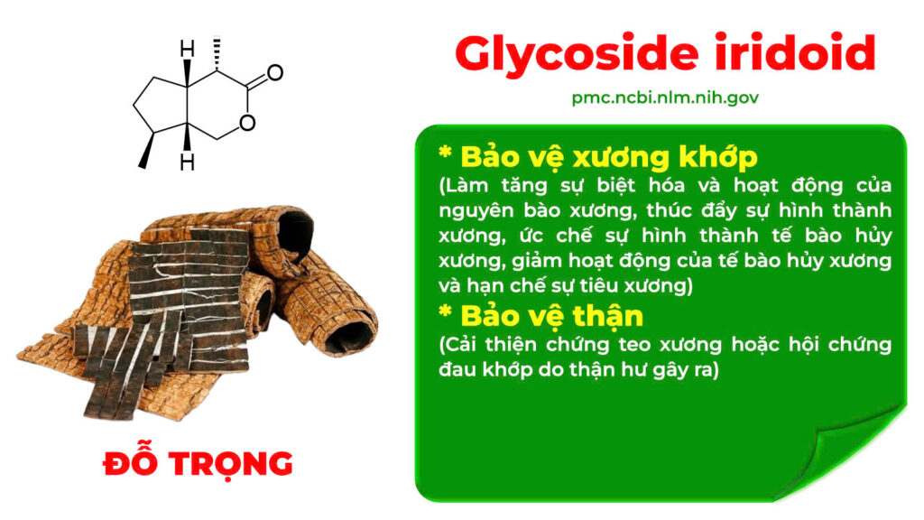 Thành phần hoá học dưỡng cốt ống 