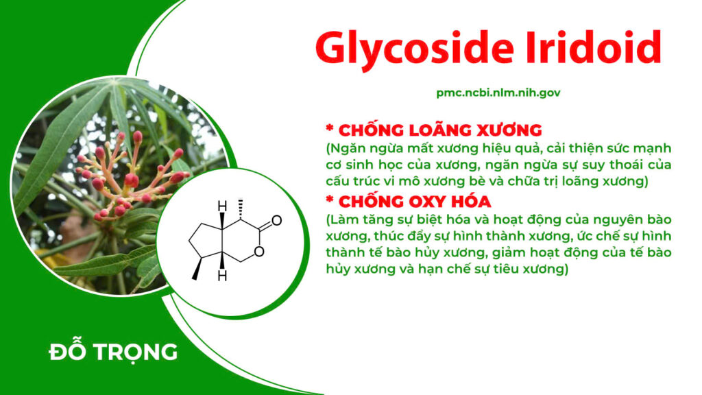 Thành phần hoá học xương khớp cốm