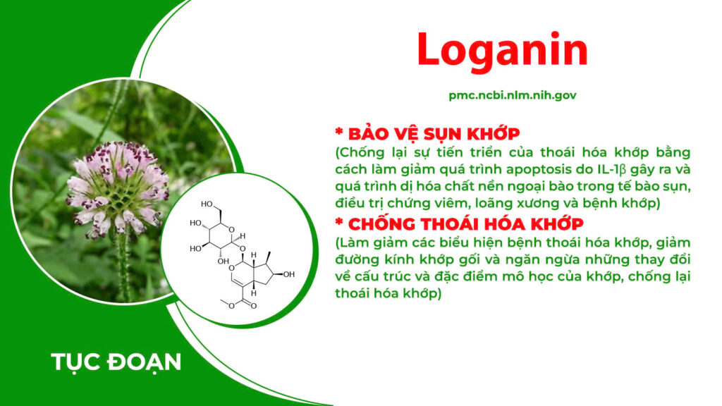 Thành phần hoá học xương khớp cốm