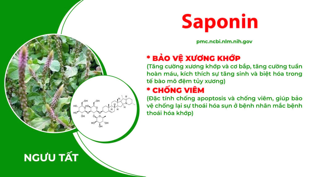 Thành phần hoá học xương khớp cốm