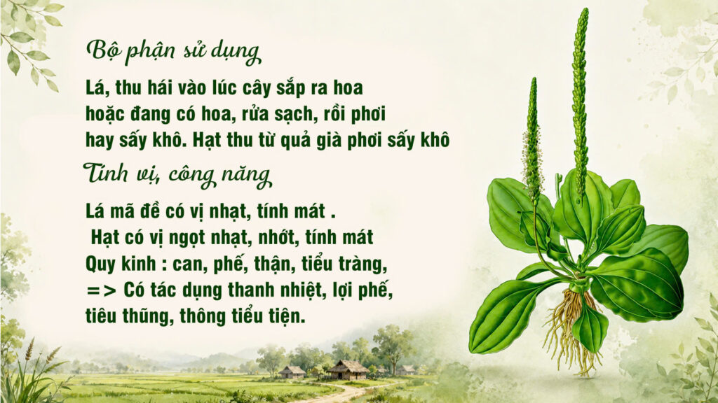 Bộ phận sử dụng cây mã đè