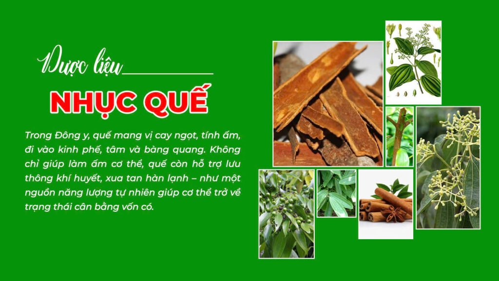 Câu chuyện dược liệu Nhục quế