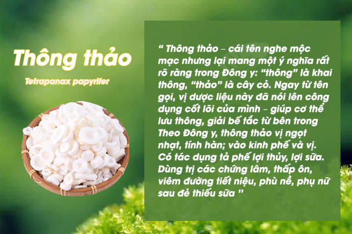 Câu chuyện dược liệu Thông thảo