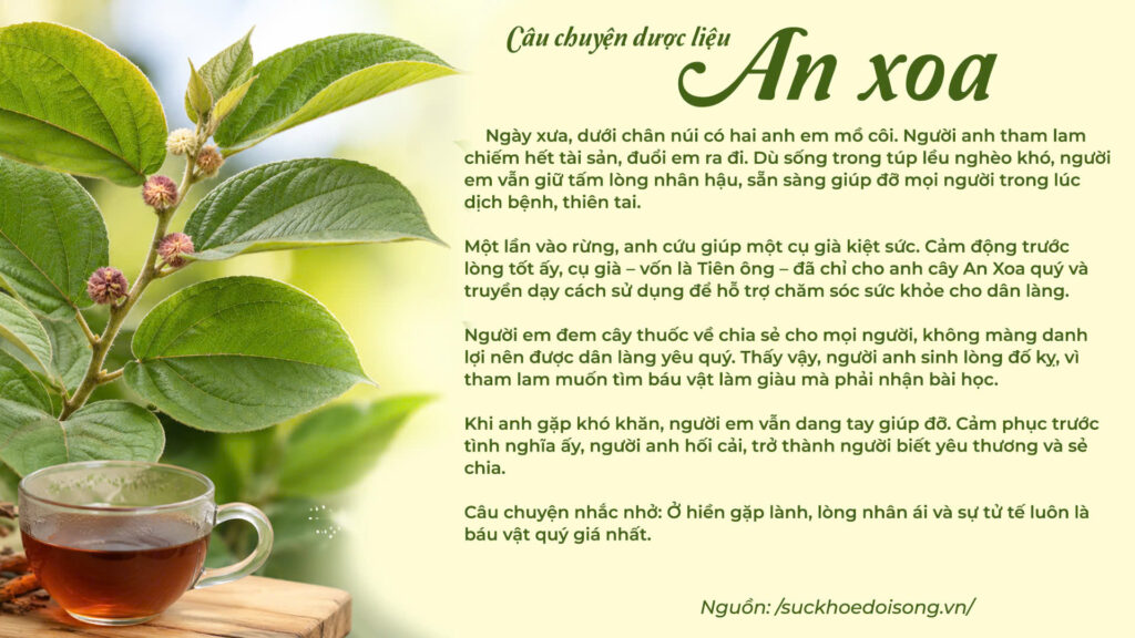 Câu chuyện dược liệu an xoa