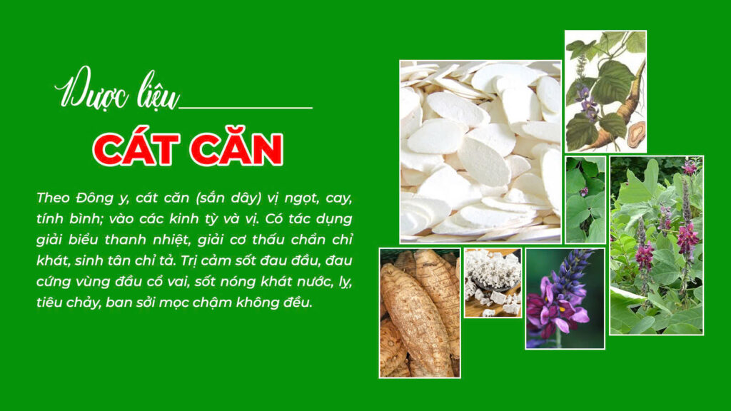 Câu chuyện dược liệu cát căn (PQA Đại tràng)