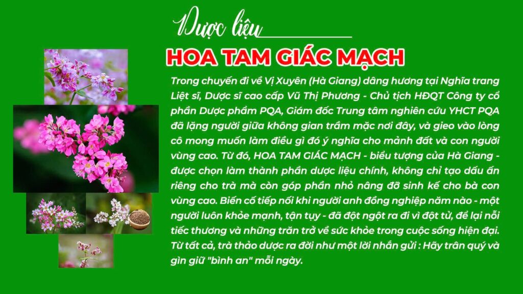 Câu chuyện dược liệu hoa tam giác mạch- trà bình an