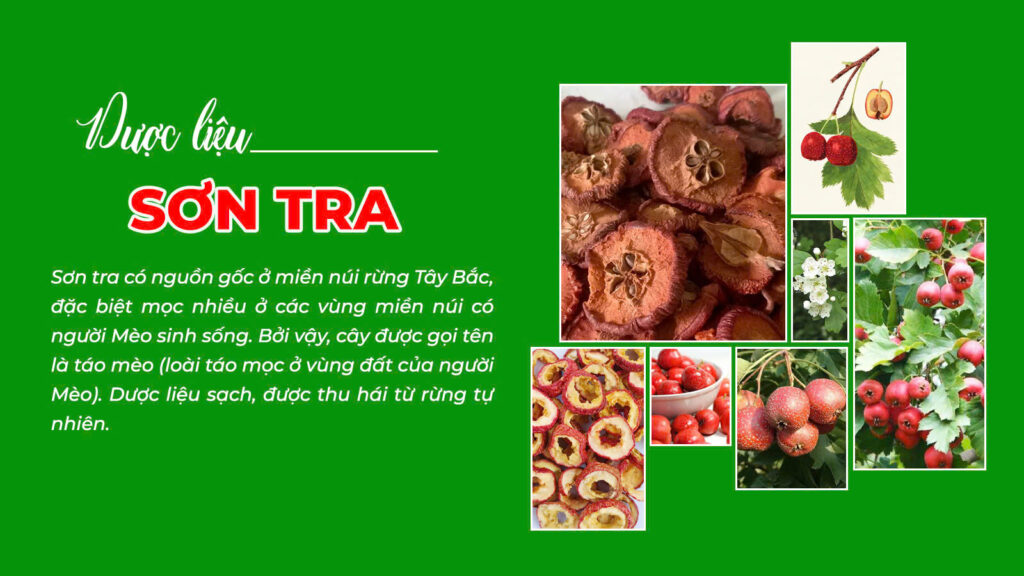 Câu chuyện dược liệu sơn tra (đại tràng ống)