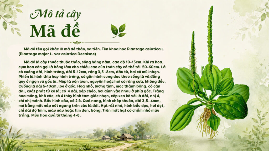 Cây mã đề