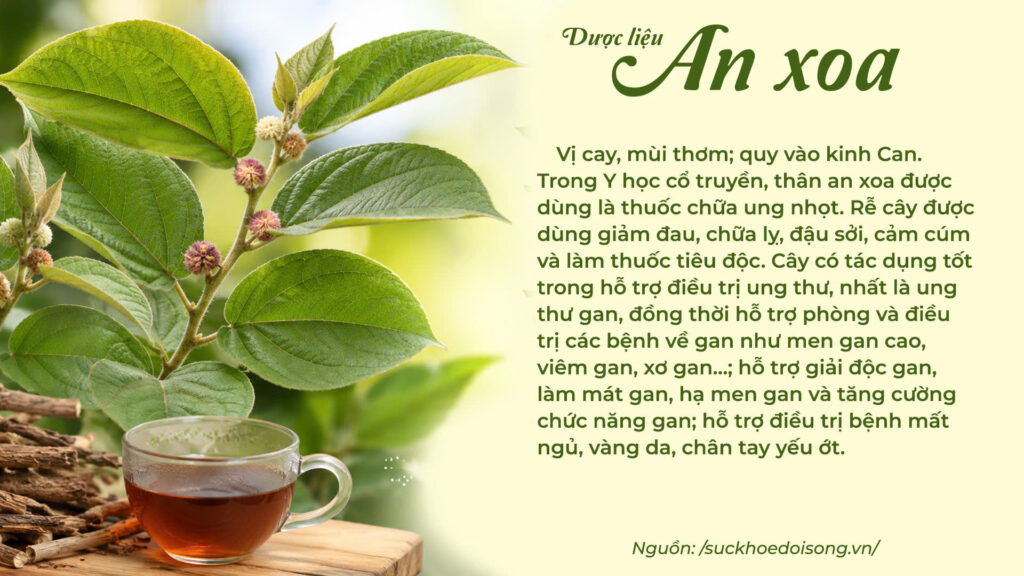 Dược liệu An xoa