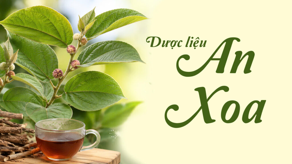 Dược liệu An xoa