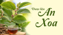 Dược liệu An xoa