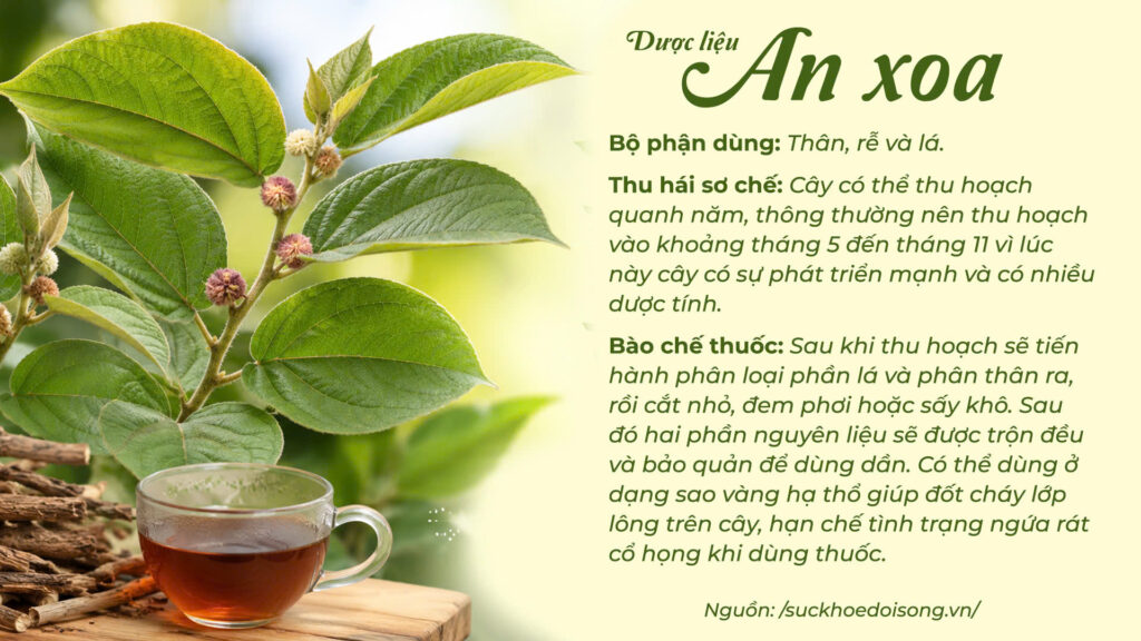 Dược liệu An xoa