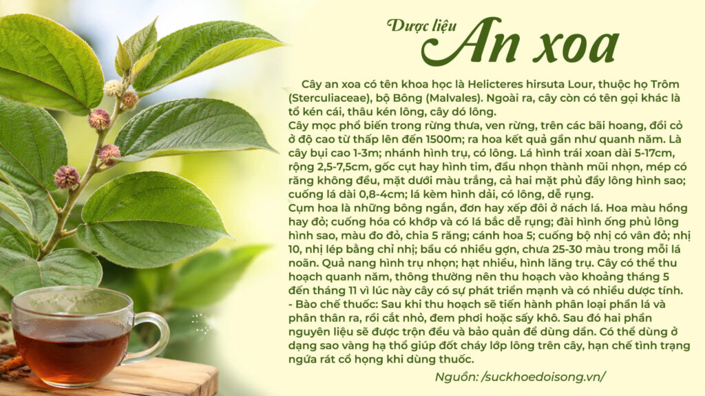 Dược liệu An xoa