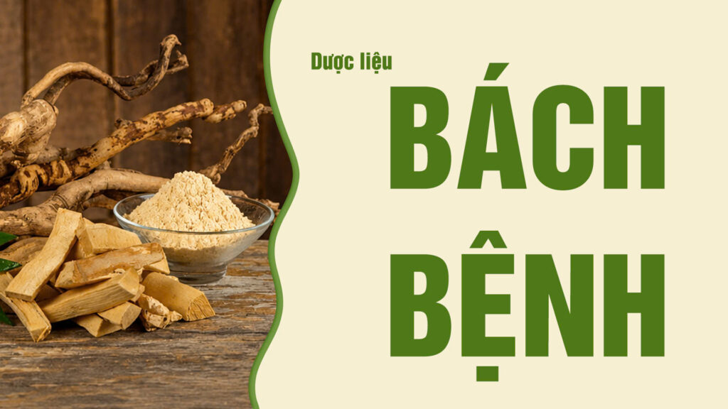 Dược liệu Bách bệnh