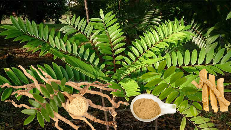 Dược liệu Bách bệnh