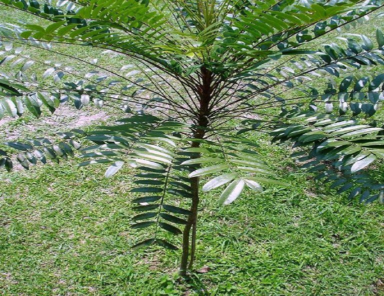 Dược liệu Bách bệnh