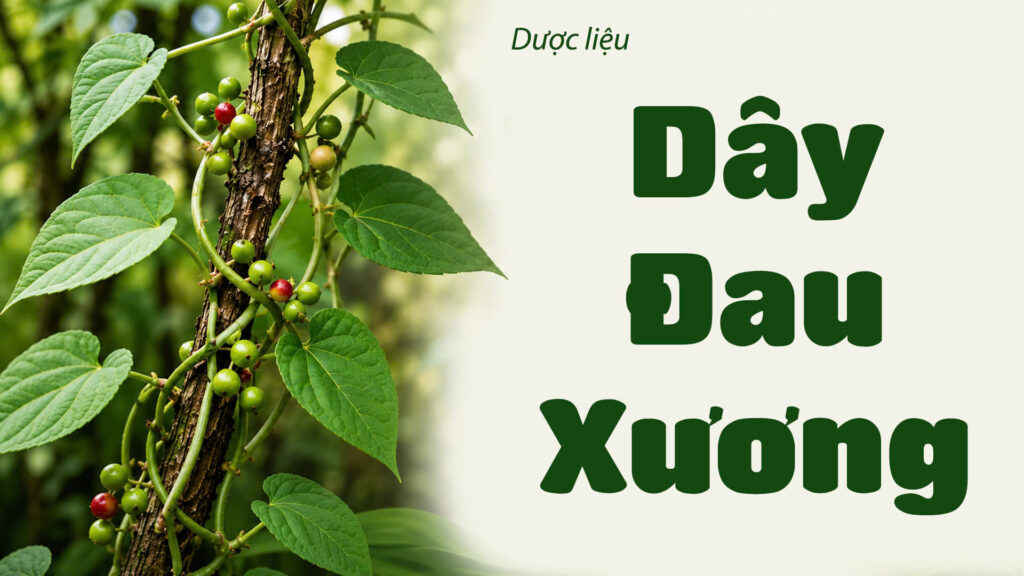 Dược liệu dây đau xương