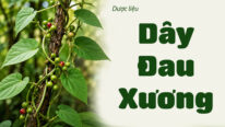 Dược liệu dây đau xương