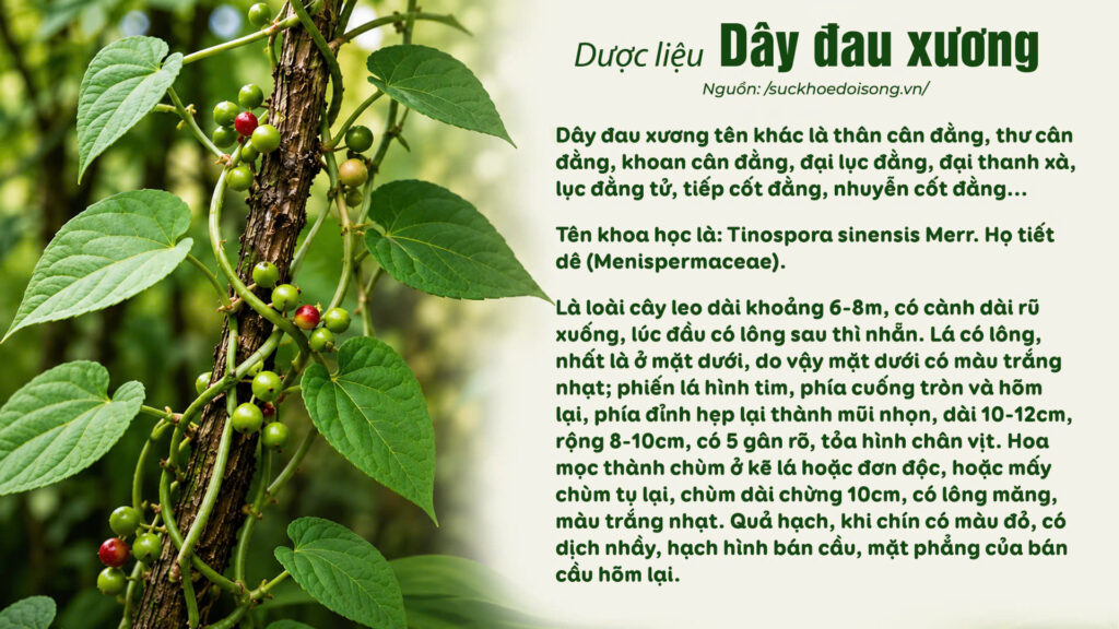 Dược liệu dây đau xương 