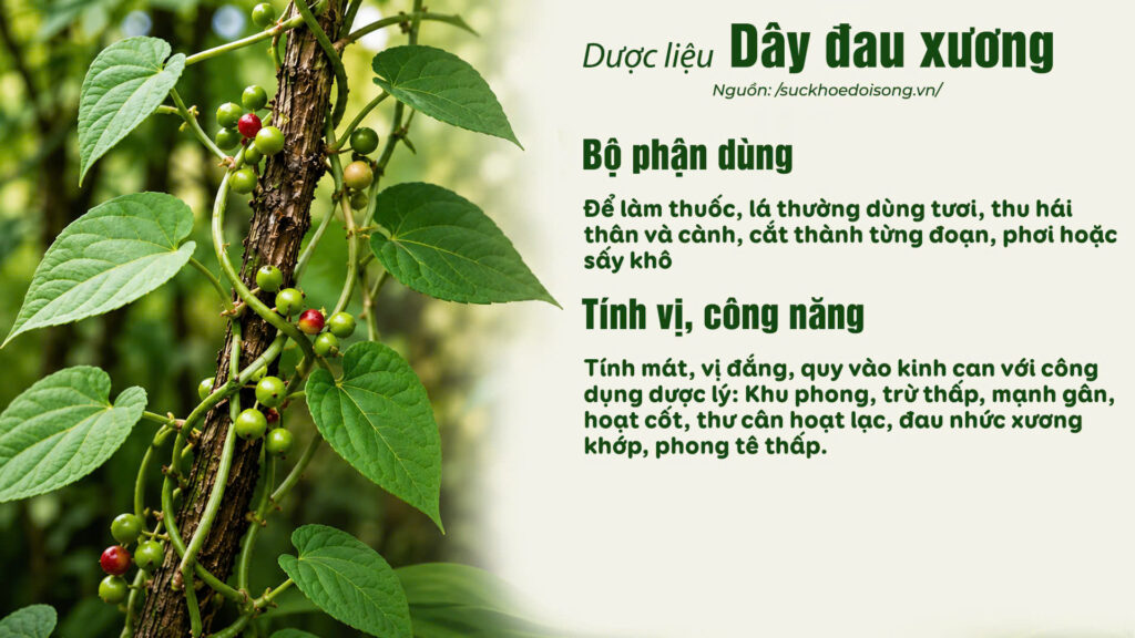 Dược liệu dây đau xương 