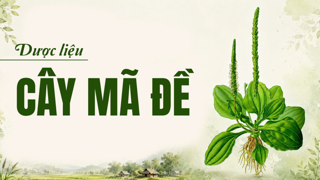 Dược liệu mã đề
