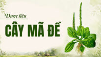 Dược liệu mã đề