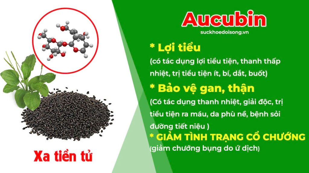 Thành phần hoá học Lợi tiểu 