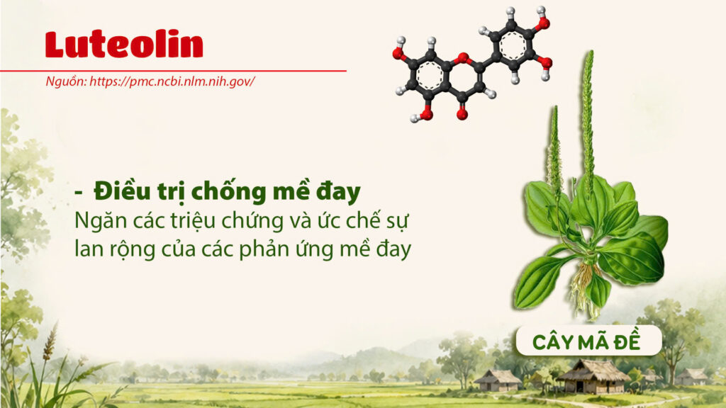 Thành phần hoá học cây mã đề