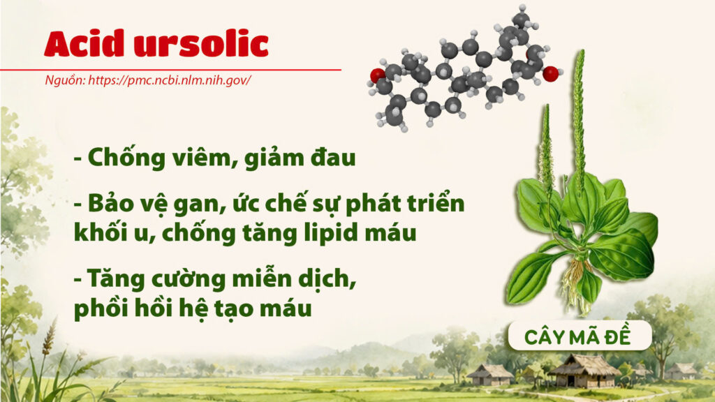 Thành phần hoá học cây mã đề