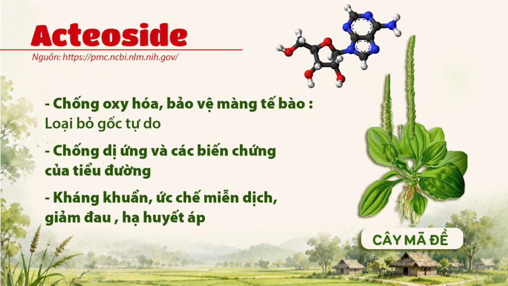 Thành phần hoá học cây mã đề
