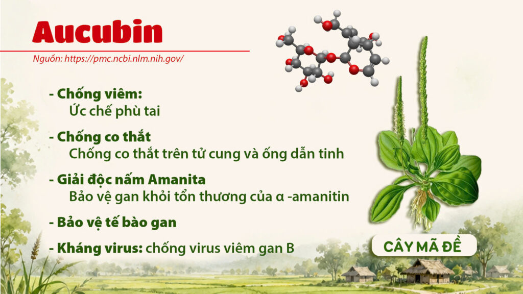 Thành phần hoá học cây mã đề