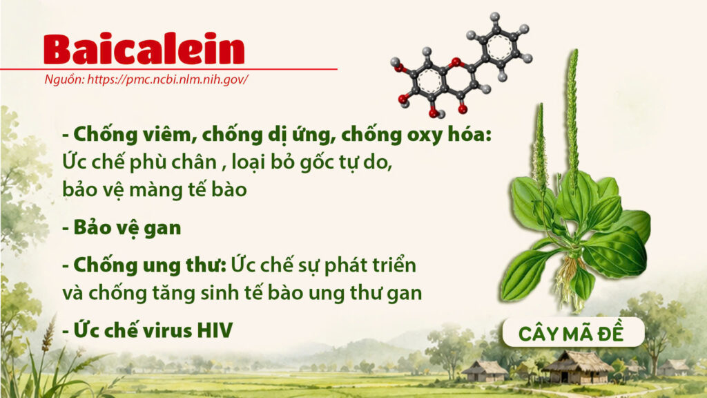 Thành phần hoá học cây mã đề