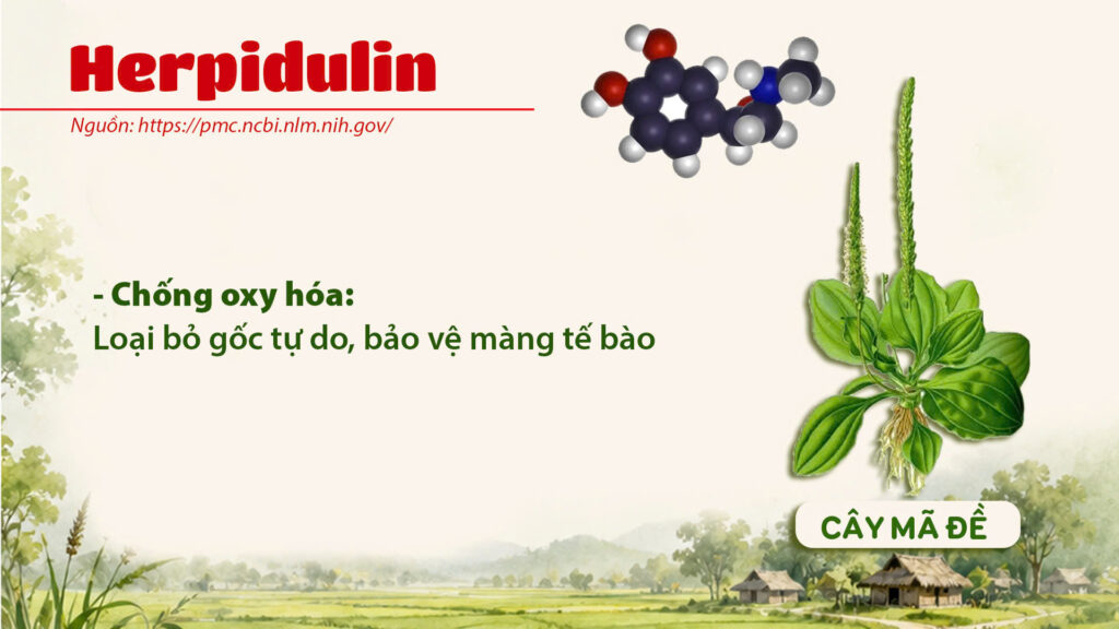 Thành phần hoá học cây mã đề